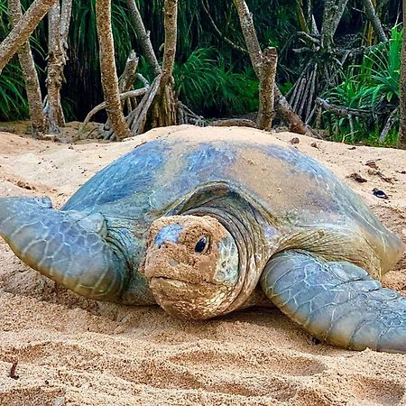 Turtle Paradise Tangalle Exterior photo